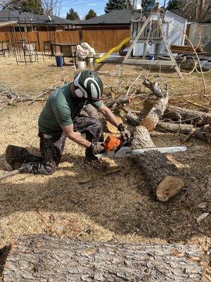 Arbor Care Tree Solutions