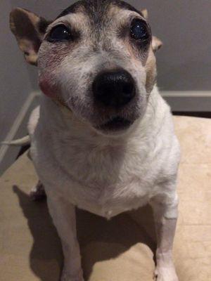 Bella Veterinary Services