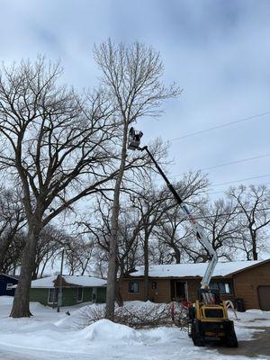 MN Tree Solutions