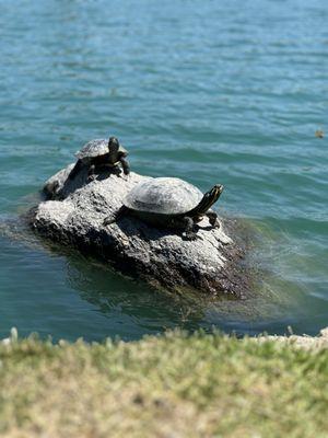 North Lake Beach Club Woodbridge