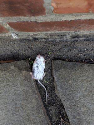 One less rodent trying to enter my house! Thank you Environmental pest