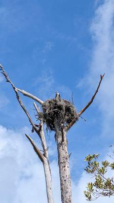 Osprey nest