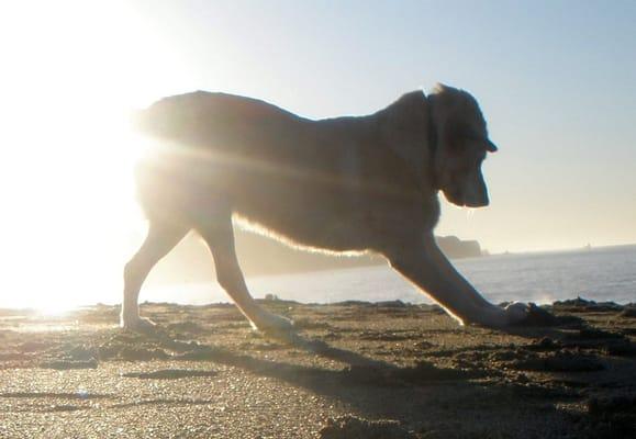 Let me help your pup get the love and exercise they need while you're away.