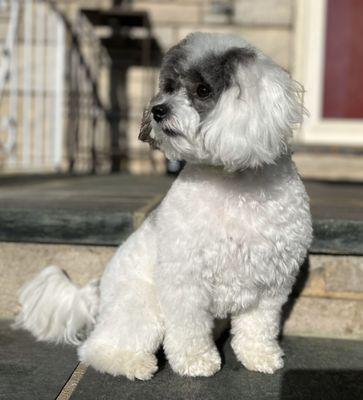 Hearts ‘N Tails Grooming