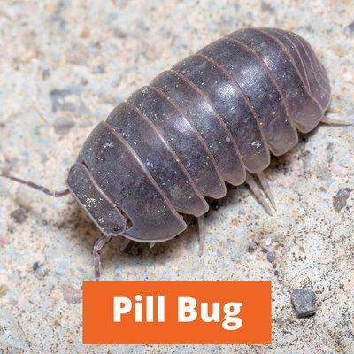 Sure Shot Pest & Weed Control