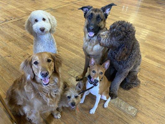 Unleash Hope Dog Training