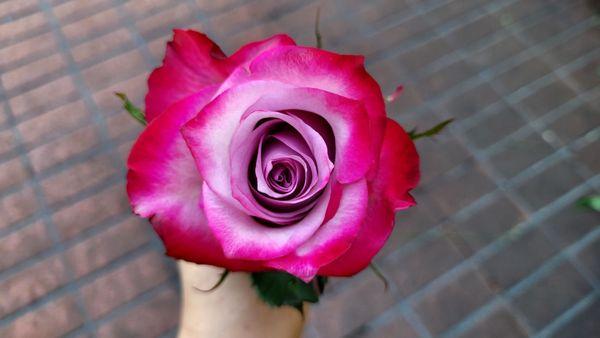 Got a beautiful rose today.