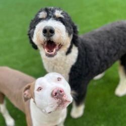 The Dog Stop - Mamaroneck, NY