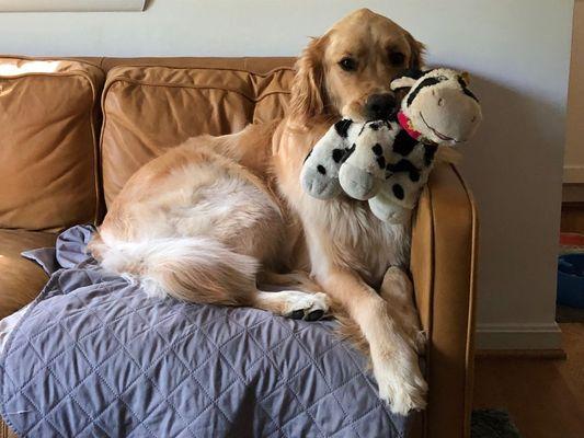 Lucky Dog Pet Services