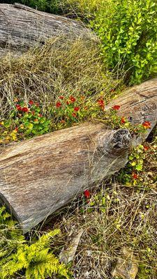 Those red flowers are edible.