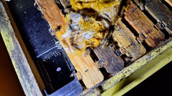 Pollen patties sold by OC Beekeeping supplies