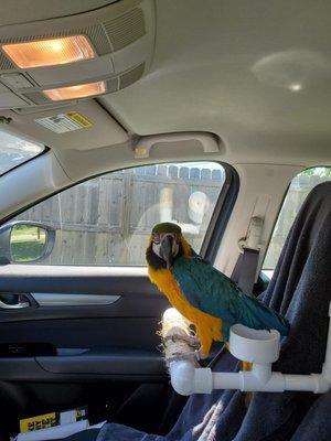 T's Exotics Avian Luxury Suites