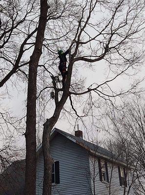Matthew's Tree and Landscape