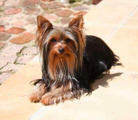 Apollo Veterinary Hospital