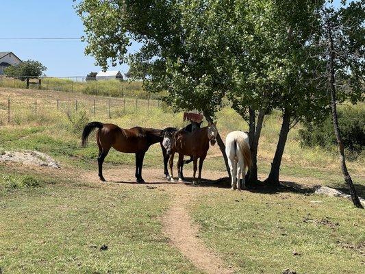 My happy horses thanks to Dr. Moore