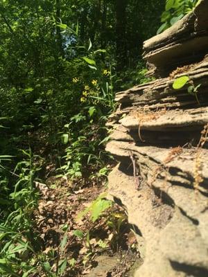 Dells Timberland Campground