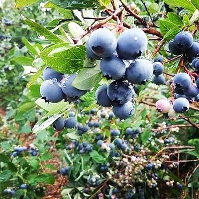 Smith's Blueberries