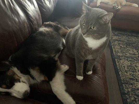 Westside Animal Clinic