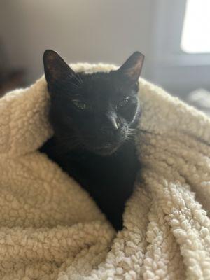 North Mecklenburg Animal Hospital