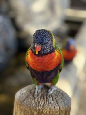 Rooster Cogburn Ostrich Ranch