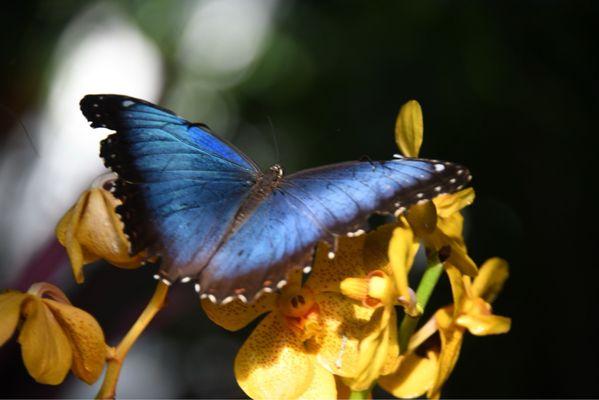The Key West Butterfly & Nature Conservatory
