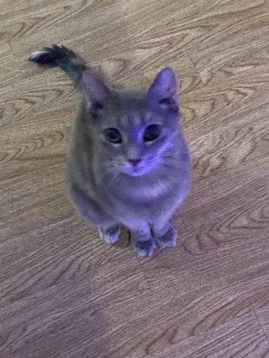 Family Pet Clinic of Bayport
