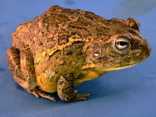 Scales 'N Tails - Fort Collins