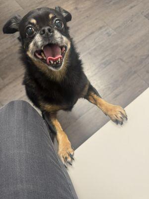 Lewis Animal Hospital