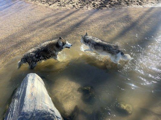11 & 13.5 yo and still playing!