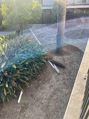 Trash everywhere never gets collected this is right by the leasing office