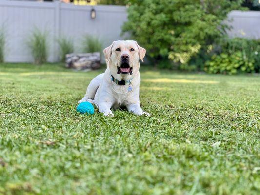 Barkology Dog Training