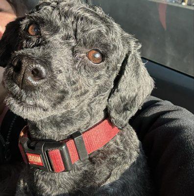 Jeanne's Petmine Grooming