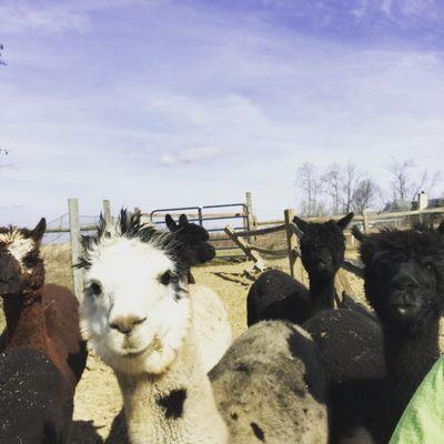 Alamar Alpaca Farm