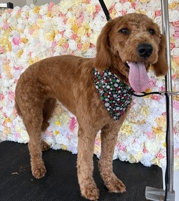 Puppy Love Dog Grooming