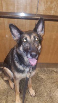 Fetch! Pet Care of Downtown Seattle-Bellevue