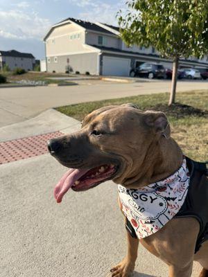 Shaggy To Chic Boutique Grimes