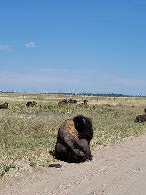 Brewer's Canoers & Tubers
