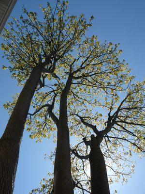 Ravenna Arborists