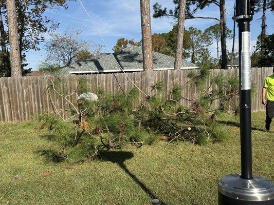 Pine tree branches that were over our property that we wanted cut to minimize the mess of pine needles and cones.