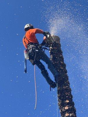 Gourley Tree Removal