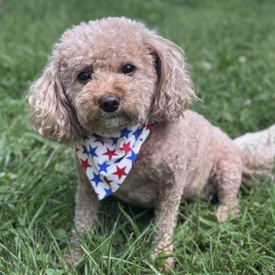 Chloe showing her patriotism on July 4th