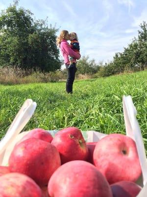 Lutz Apple Orchard
