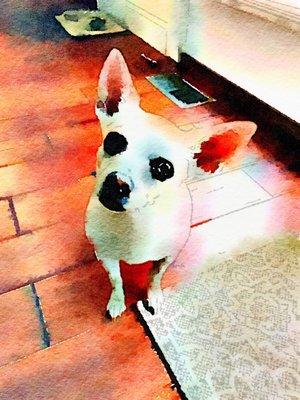 T & T Pet Food & Supply