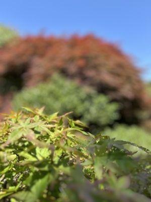 Hayward Japanese Gardens - Hayward Area Rec. & Park District