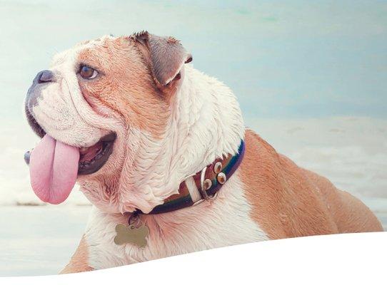 Bird Rock Animal Hospital