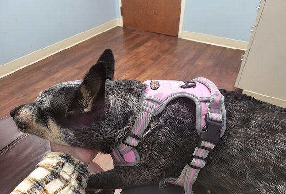 Belmont Small Animal Hospital