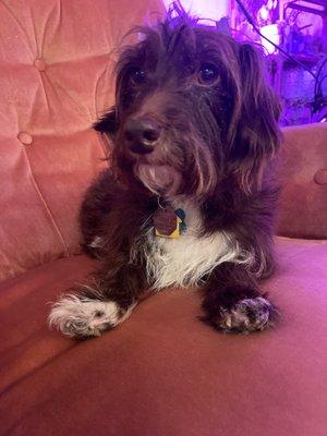 Bubble Tubs For Dogs