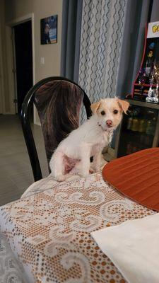 Bosque Animal Clinic