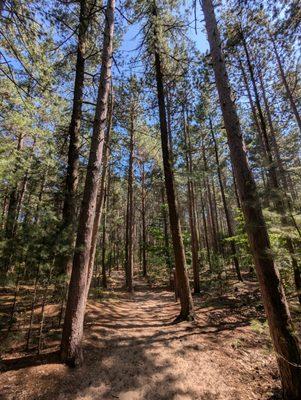 Saugatuck Dunes State Park