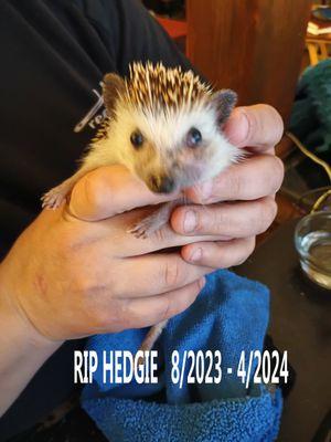 Hedgie